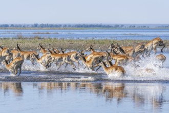 Red Lechwe herd, Kobus leche, running for crossing the Chobe river. Wild antelopes in natural