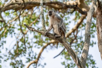Southern vervet monkey (Chlorocebus pygerythrus) sitting on the branch of an acacia tree, Kruger