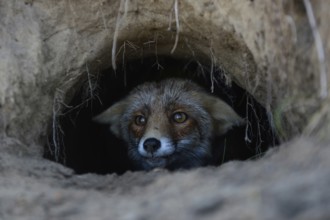 Red Fox (Vulpes vulpes) watching out of its fox's den, hole, burrow, careful, attentive, funny