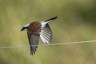 Red-backed shrike (Lanius collurio), Emsland, Lower Saxony, Germany