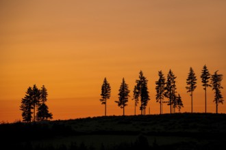 Deforestation showing few remaining spruce trees in coniferous clearcut forest, silhouetted against