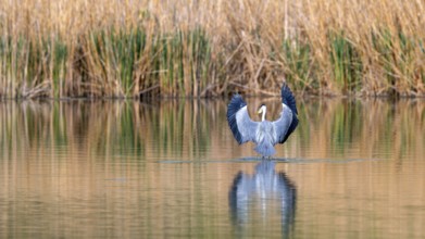 Grey heron (Ardea cinerea), landing in the water, fish ponds, Güssing, Burgenland, Austria