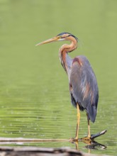 Purple heron (Ardea purpurea), standing on a branch in the water, wildlife, birds, heron, rare