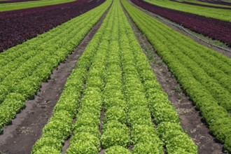 Lettuce cultivation in Knoblauchsland, early vegetable cultivation, urban area Nuremberg, Fürth