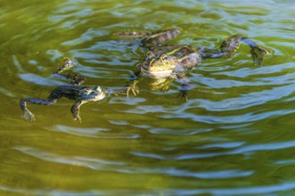 Water frog (Rana esculante), France