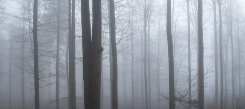 Beech forest in dense fog, Upper Palatinate, Bavaria, Germany