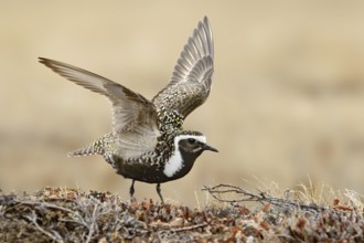 American Golden Plover (Pluvialis dominica), Alaska, USA