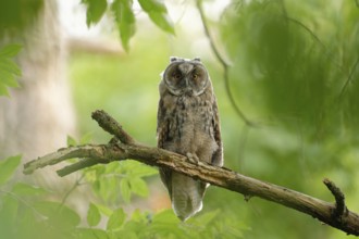 Long-eared Owl (Asio otus), Saxony, Germany