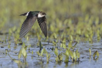 Violet-green Swallow (Tachycineta thalassina) flying over a marsh in Victoria, BC, Canada