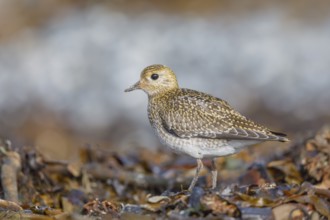 Goldregenpfeifer, Pluvialis apricaria Golden Plover, Pluvialis apricaria