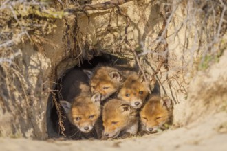 Rotfuchs, Vulpes vulpes Red Fox, Vulpes vulpes