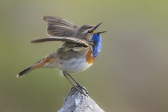 Bluethroat (Luscinia svecica cyanecula) male singing, Armenia