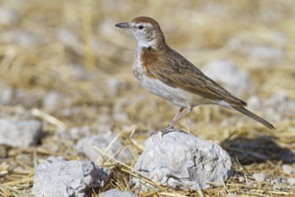 Red-capped Lark (Calandrella cinerea), Oshikoto, Etosha National Park, Namibia