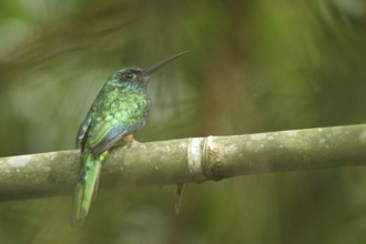Bluish-fronted Jacamar (Galbula cyanescens), Manu National Park, Peru