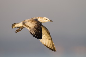 Mediterranean Gull (Ichthyaetus melanocephalus) flying, Baden-Wuerttemberg, Germany