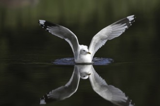 Mew Gull (Larus canus) flying, Sweden