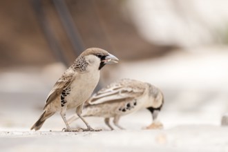 Sociable Weaver (Philetairus socius), Namibia