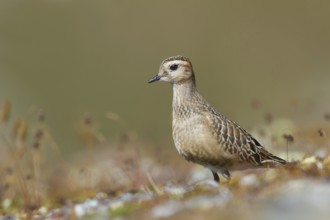 Eurasian Dotterel (Charadrius morinellus), Grisons, Switzerland