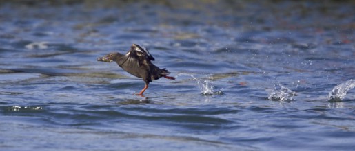 Pigeon Guillemot (Cepphus columba) flying, Washington, USA