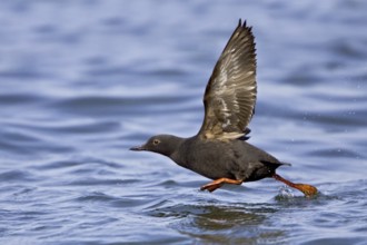 Pigeon Guillemot (Cepphus columba) flying, Washington, USA