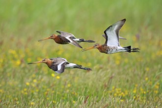 Black-tailed Godwit (Limosa limosa) flying, Texel, Netherlands
