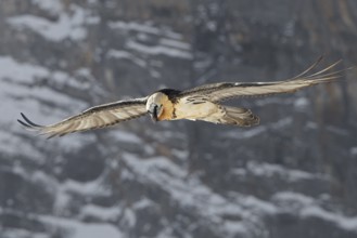 Bearded Vulture (Gypaetus barbatus) flying, Valais, Switzerland