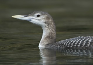 Yellow-billed Loon (Gavia adamsii), British Columbia, Canada