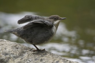White-throated Dipper (Cinclus cinclus) juvenile