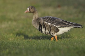 Greater White-fronted Goose (Anser albifrons), British Columbia, Canada