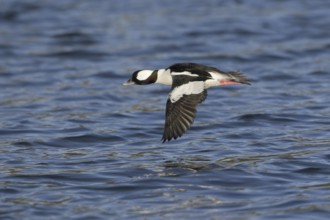 Bufflehead (Bucephala albeola) male, British Columbia, Canada