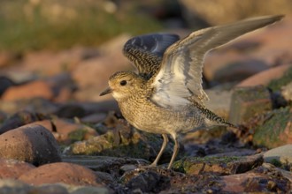 Goldregenpfeifer; lat. Pluvialis apricaria; am steinigen Strand die Flügel reckend