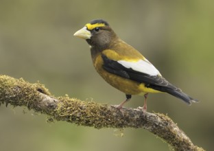 Evening Grosbeak (Hesperiphona vespertina) male, Canada