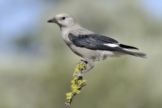 Clark's Nutcracker (Nucifraga columbiana), Alberta, Canada