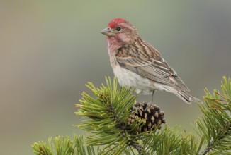 Cassin's Finch (Haemorhous cassinii) male, Oregon, USA
