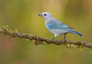 Blue-gray Tanager (Thraupis episcopus) - at Laguna Lagarto Lodge near Boca Tapada, Costa Rica