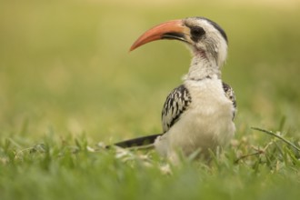 Western Red-billed Hornbill (Tockus kempi), Gambia