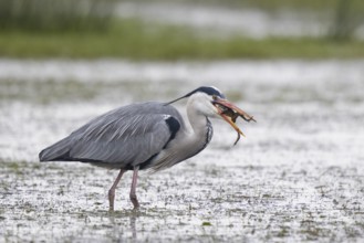 Grey Heron (Ardea cinerea) eating frog, North Rhine-Westphalia, Germany