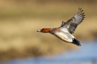 Eurasian Wigeon (Mareca penelope) male flying, Netherlands