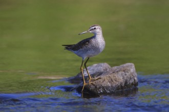 Wood Sandpiper (Tringa glareola) perched on a rock in water, Greece
