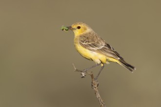 Orange Chat (Epthianura aurifrons) female, Australia