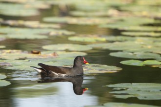 Common Moorhen (Gallinula chloropus) male, Hamburg, Germany
