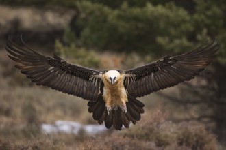 Bearded Vulture (Gypaetus barbatus) flying, Pyrenees, Spain