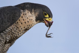Peregrine Falcon (Falco peregrinus) female, Saxony, Germany