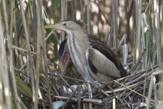 Little Bittern (Ixobrychus minutus) pair at nest, Nizhegorodskaya, Russia