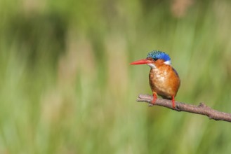 Malachite Kingfisher (Corythornis cristatus), Western Cape, South Africa
