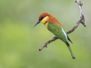 Chestnut-headed Bee-eater (Merops leschenaulti), Sri Lanka