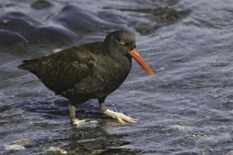 Blackish Oystercatcher (Haematopus ater), Falkland Islands
