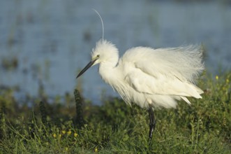 Seidenreiher (Egretta garzetta) Little Egret