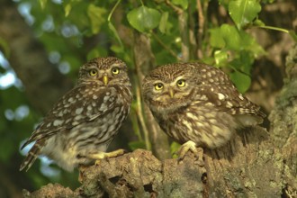 Steinkauz (Athene noctua) Little Owl
