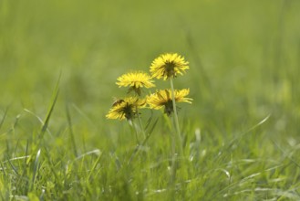 Dandelion Flower on the Green Field with Grass and a Bee in a Sunny Summer Day in Locarno, Ticino,